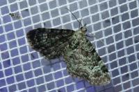 Pasiphila rectangulata