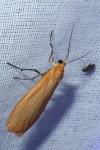 Wittia sororcula