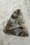 Dysstroma truncata