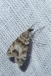 Eudonia mercurella