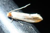 Tinea semifulvella