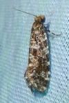 Triaxomera parasitella