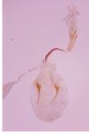 Stenoptilia pterodactyla