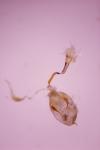 Stenoptilia pterodactyla
