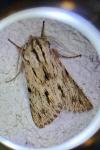 Asteroscopus sphinx