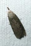 Aphomia sociella