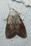 Aphomia sociella