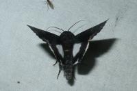 Catephia alchymista