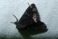 Catephia alchymista