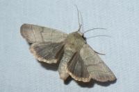 Charanyca trigrammica