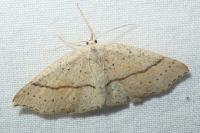 Cyclophora punctaria