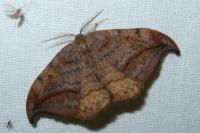 Drepana curvatula