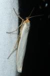 Eilema caniola