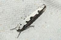 Ethmia bipunctella