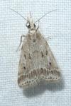 Eudonia pallida