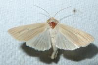 Mythimna pallens