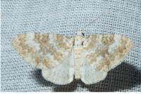 Perizoma flavofasciata