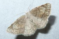 Stegania trimaculata
