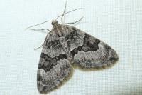 Thera britannica/obeliscata/variata