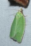 Tortrix viridana