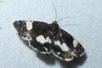 Tyta luctuosa