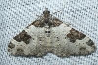 Xanthorhoe fluctuata