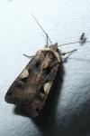 Xestia c-nigrum