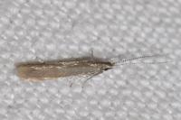 Coleophora caespititiella