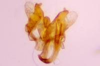 Coleophora caespititiella