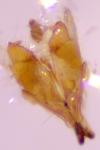 Coleophora caespititiella
