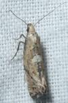 Acrolepiopsis marcidella