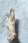 Acrolepiopsis marcidella