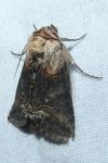 Abrostola triplasia