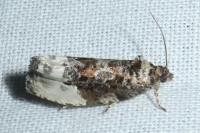 Hedya nubiferana