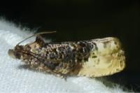 Hedya nubiferana