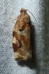 Archips xylosteana