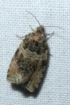 Celypha lacunana