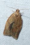 Clepsis consimilana