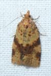Epagoge grotiana