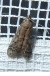 Ephestia elutella/woodiella