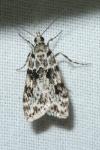 Eudonia delunella