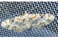 Eupithecia pulchellata