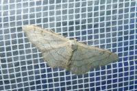 Idaea aversata