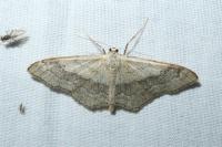 Idaea aversata