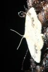 Idaea trigeminata