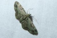 Pasiphila rectangulata