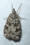Scoparia ambigualis/basistrigalis