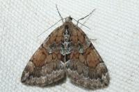 Thera obeliscata