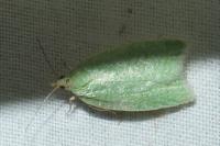 Tortrix viridana