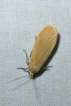 Wittia sororcula